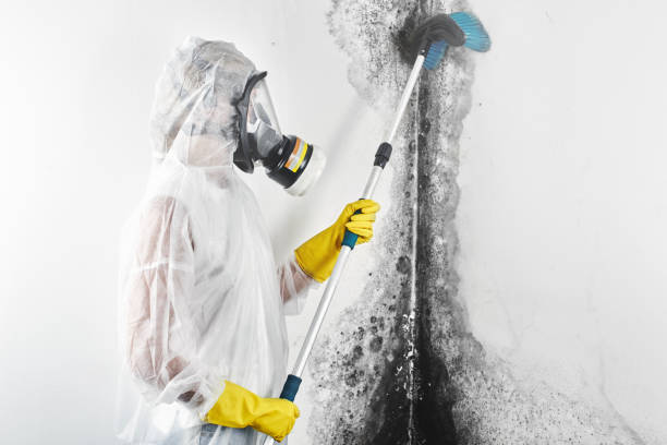 Best Mold Remediation for Healthcare Facilities  in Mount Hore, WI