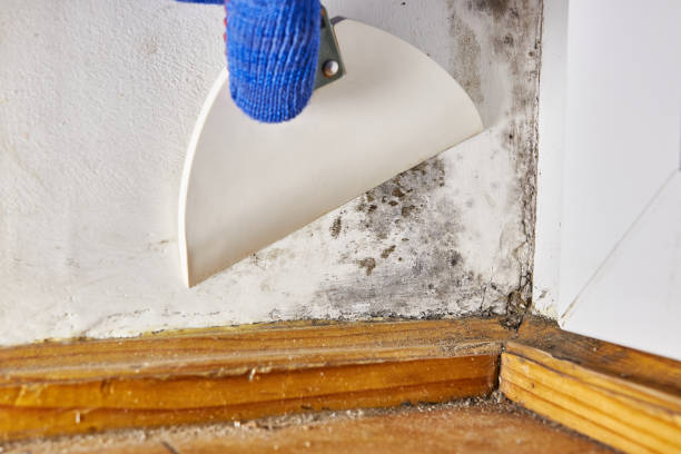 Best Water Damage & Mold Remediation  in Mount Hore, WI